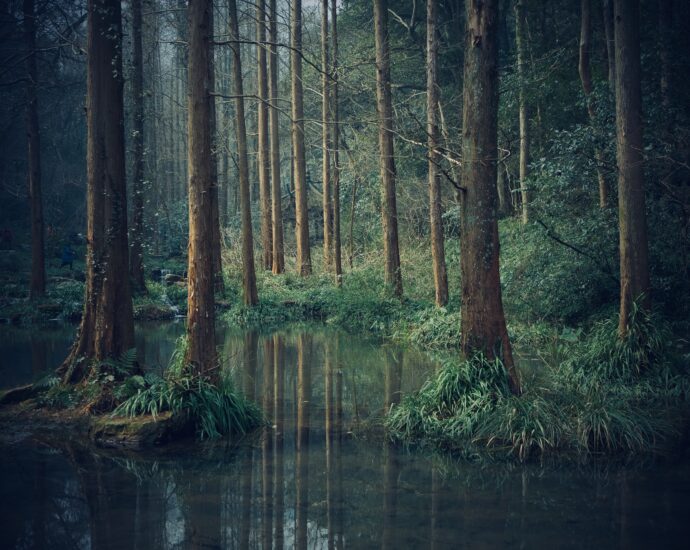Picture of a swamp in the woods. Gloomy and mystical, it channels similar energies to those captured by Hozier in Eat Your Young and his discography more widely.