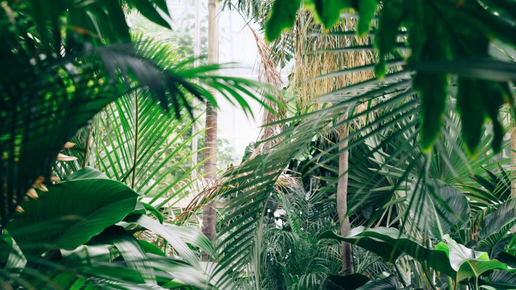 Image shows a jungle landscape