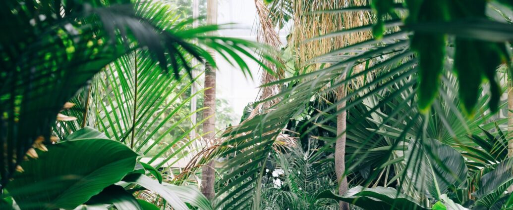 Image shows a jungle landscape