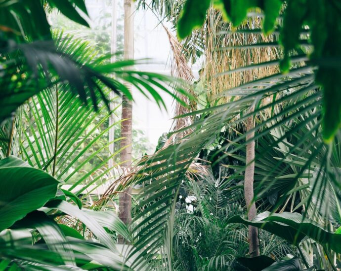 Image shows a jungle landscape