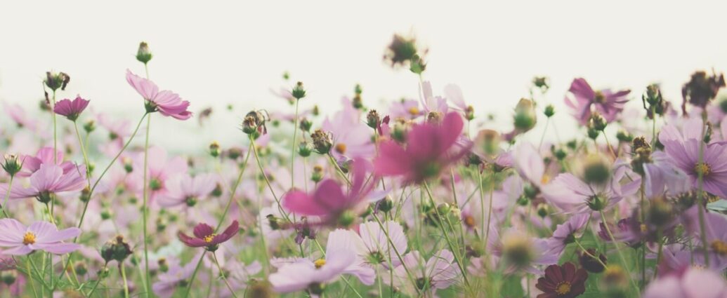 the history of the colour pink