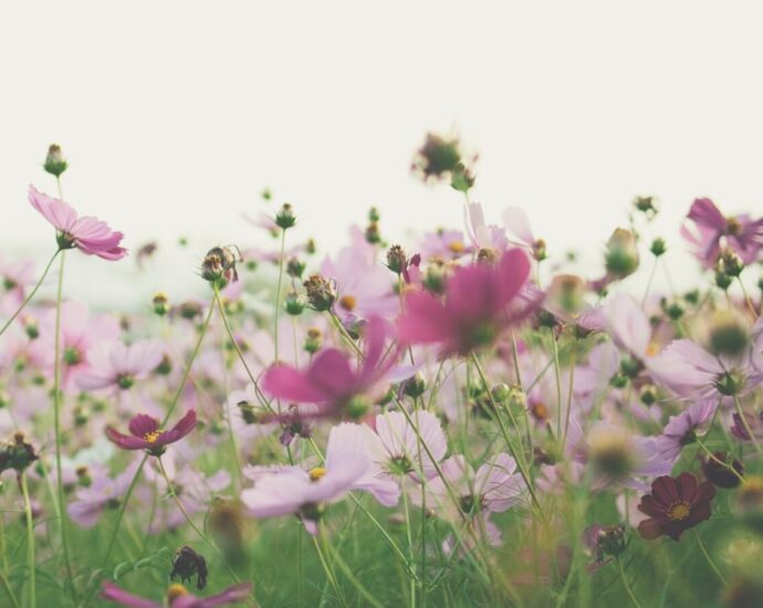 the history of the colour pink