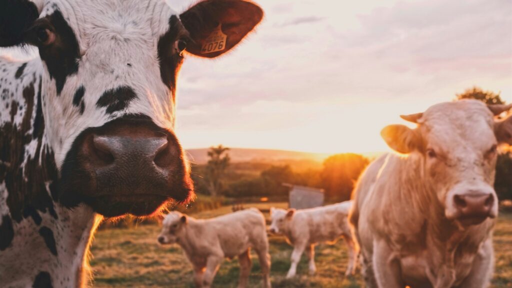 An image of two cows in a field. Dairy Farming.