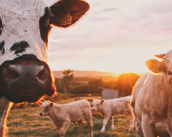 An image of two cows in a field. Dairy Farming.