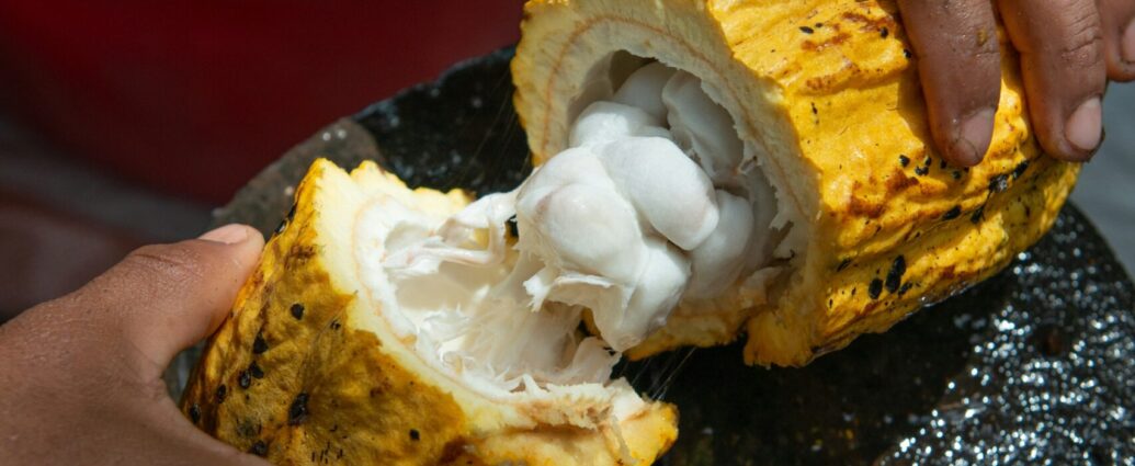 Cocoa bean on cocoa production farm.