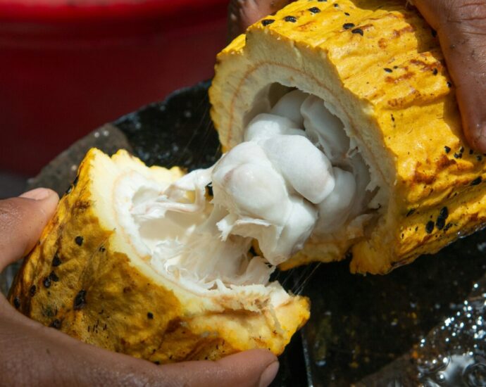 Cocoa bean on cocoa production farm.
