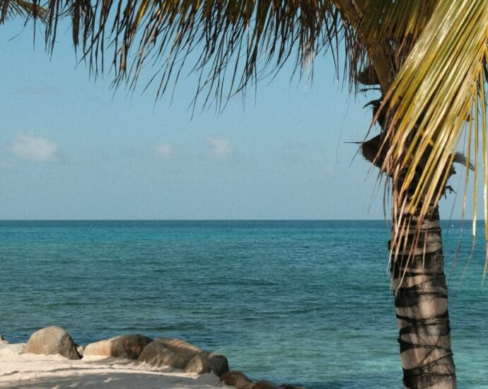 palm tree and blue seas