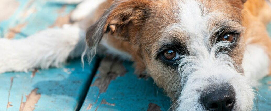 A ginger and white dog laying on blue wood floor representing A Pawtobiography