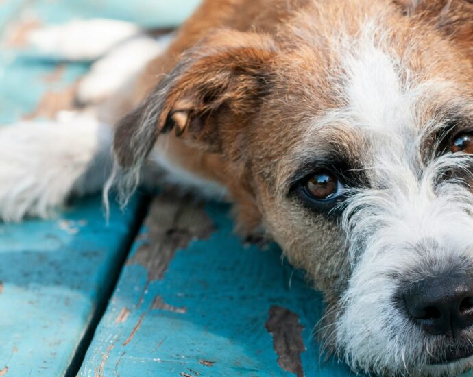A ginger and white dog laying on blue wood floor representing A Pawtobiography