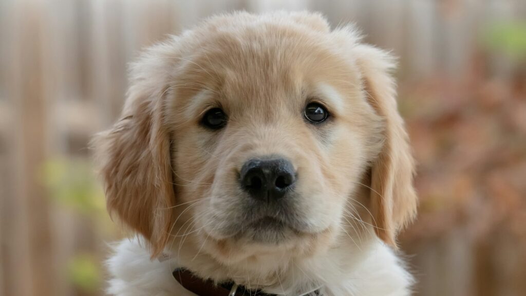 A Golden Retriever puppy looking at the camera.