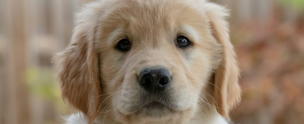 A Golden Retriever puppy looking at the camera.